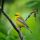 Blue-winged Warbler