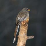 Female from Hereford, Arizona