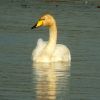 Whooper Swan