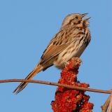 Song Sparrow