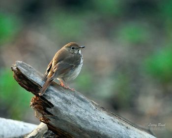 Hermit Thrush