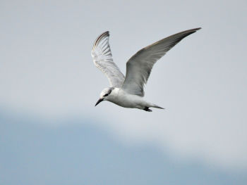 In flight