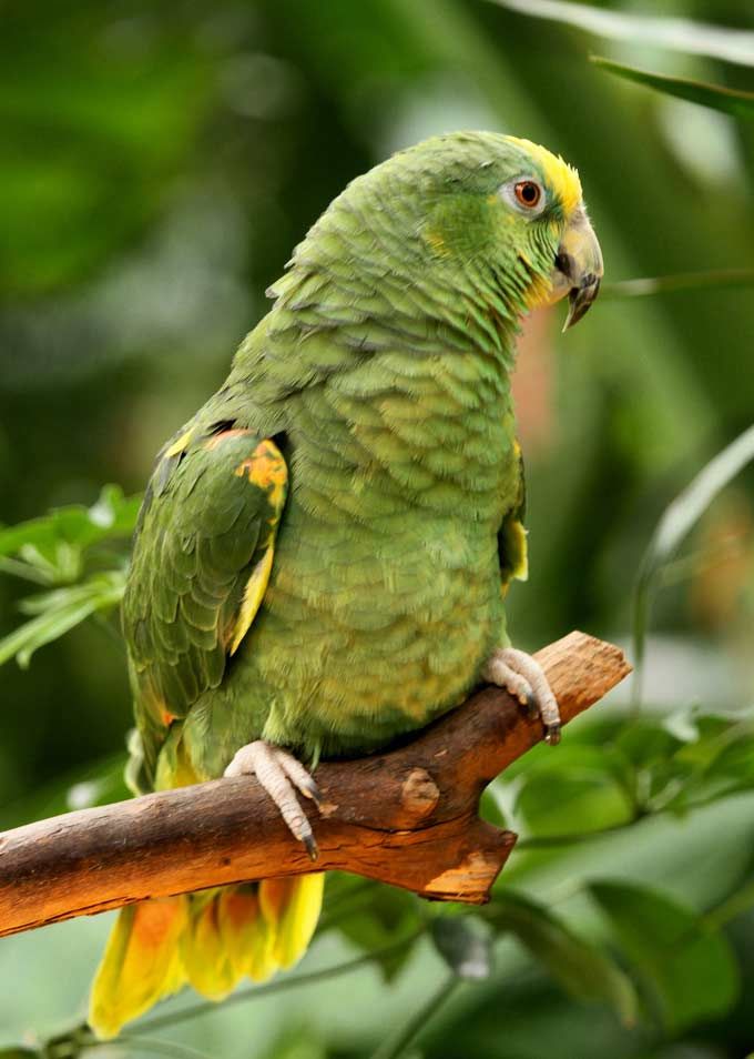 Yellow-headed Parrot - eBirdr