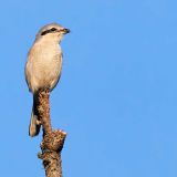 Perched up just south of Hellcat on the Parker River NWR - November 29, 2010