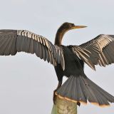 Male in breeding plumage - Huntington Beach State Park SC - June 15, 2011