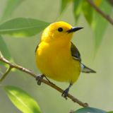 Prothonotary Warbler