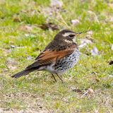 Dusky Thrush