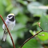 Male Golden-winged Warbler