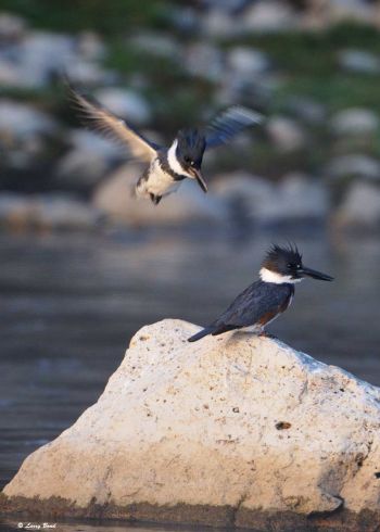 Pair with male hovering.