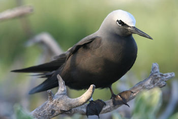 Black Noddy