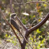 Mangrove Cuckoo