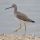 Greater Yellowlegs