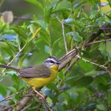 Golden-crowned Warbler