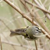 Golden Kinglet