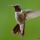 Broad-tailed Hummingbird