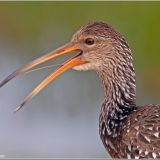 Limpkin close-up