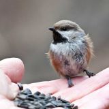 A bird in the hand.