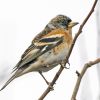 Brambling