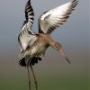 Black-tailed Godwit