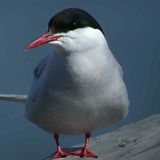 Arctic Tern