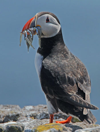 Puffin with sand eels