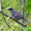 White-crowned Pigeon