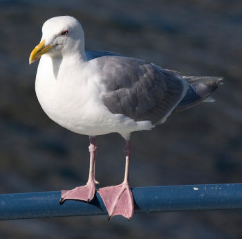 Adult plumage