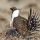 Greater Sage-Grouse