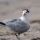 Royal Tern