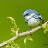 Male Cerulean Warbler