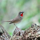 Siberian Rubythroat