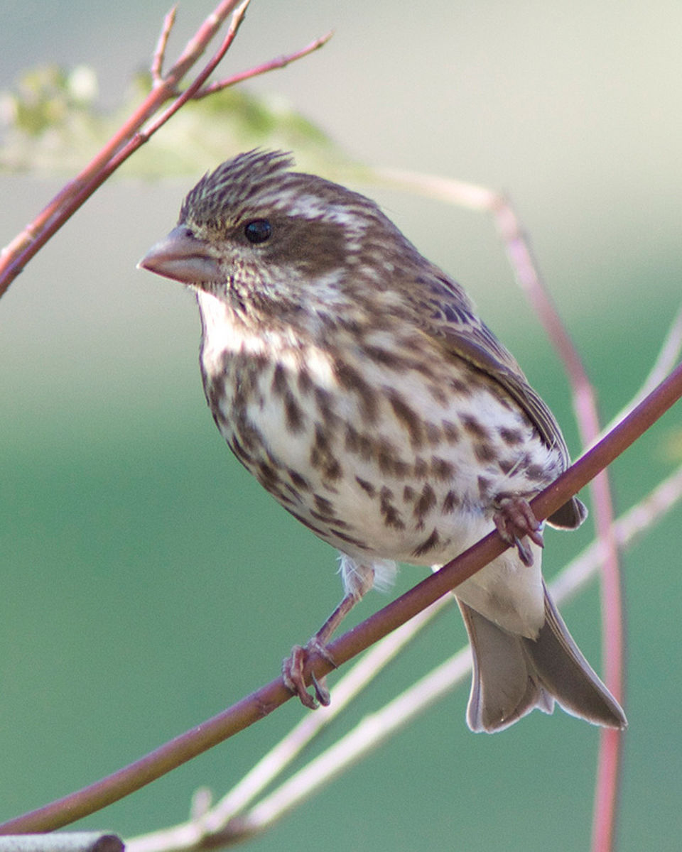Purple Finch - eBirdr