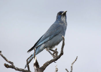 Pinyon Jay