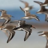 In flight