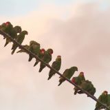 11/10/12 Harlingen, Cameron county, TX. "iPhonoscoped" shot. A single Red-lored among a large flock of Red-crowned. Definitely an escapee.