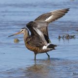 Breeding plumage - June 25.