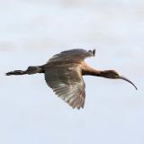 In flight