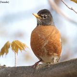 Female American Robin