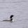 Yellow-billed Loon