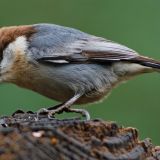 Brown-headed Nuthatch