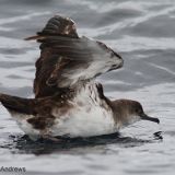 Black-vented Shearwater