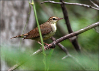 Swainson's Warbler