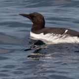 Common Murre