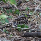 Well camouflaged in Progreso, Texas, US