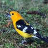 Yellow Grosbeak