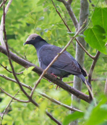 White-crowned Pigeon, Jamaica Palace Hotel, Port Antonio, Jamaica, 2010-12-16