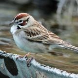 Lark Sparrow