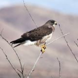 Bosque del Apache NWR, NM. 16 May 2008