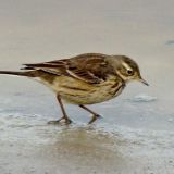 Kern National Wildlife Refuge - January 11, 2011