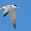 Least Tern